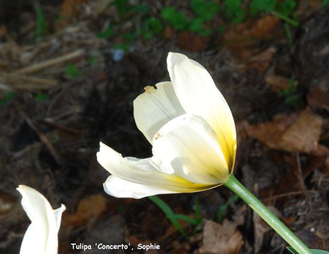 Tulipa 'Concerto'